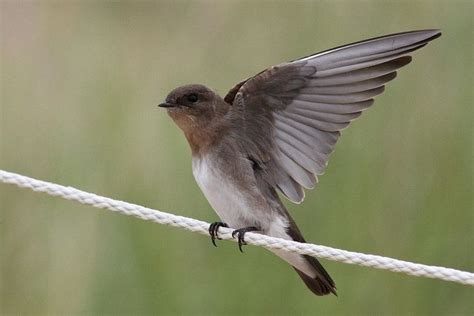 bird with open wing - חיפוש ב-Google