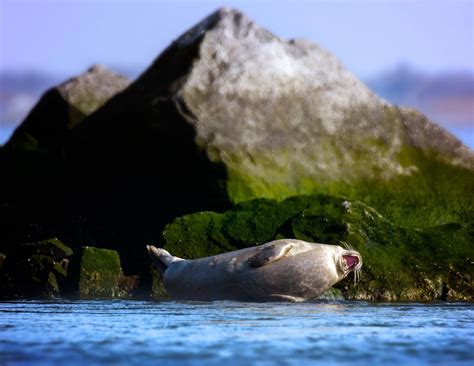 Best of Long Island Wildlife Photography 2-24-19 - Fire Island and Beyond