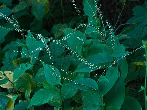 jumpseed Virginia knotweed Persicaria virginiana 500 seeds | eBay