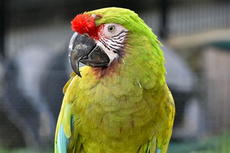 Macaw