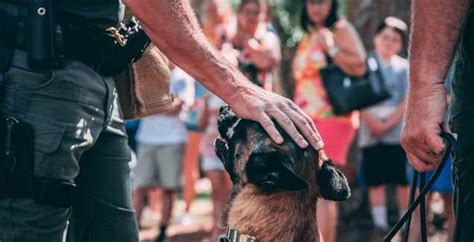 Police K9 equipment list: What law enforcement needs to know - Axon.com