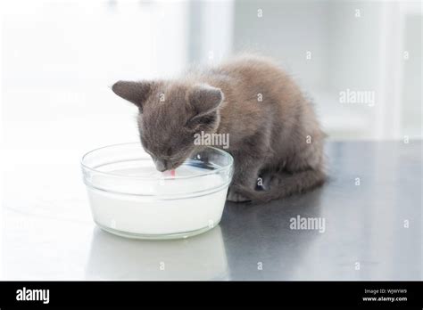 Cute kitten drinking milk from bowl on table Stock Photo - Alamy