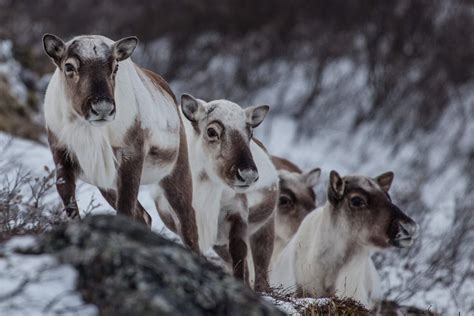 Winter in Greenland - get ready for arctic adventure [Visit Greenland!]