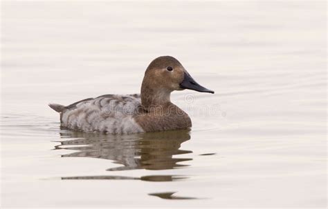 Female Canvasback Duck Swimming in River in Maryland Stock Photo - Image of feathers, closeup ...