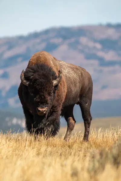 The Ultimate Guide To Wyoming Bison Hunting - Alpha and Omega Outdoors