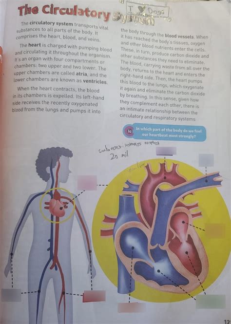 Chapter 6: Circulatory System Diagram | Quizlet