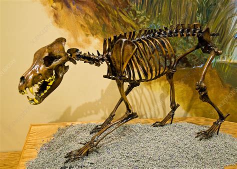 Dire Wolf Fossil - Stock Image - C028/5145 - Science Photo Library