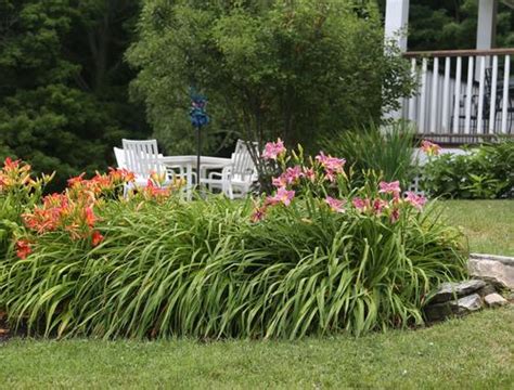 Landscaping With Daylilies