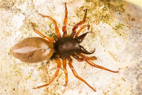 Woodlouse Spider (UK) - Identification and Facts