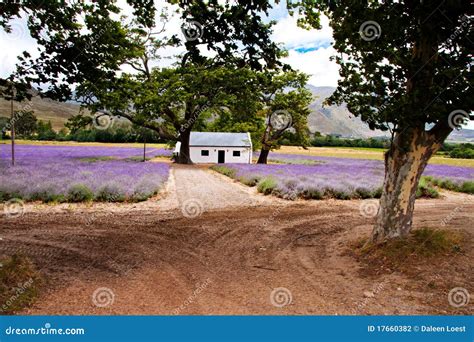 Lavender Fields Stock Photography - Image: 17660382