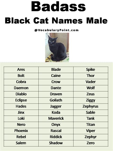 200+ Best Black Cat Names (Unique & Badass) - Vocabulary Point