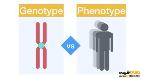 ژنوتیپ و فنوتیپ چیست؟ - مثال ها و تفاوت های آنان | جهان شیمی فیزیک