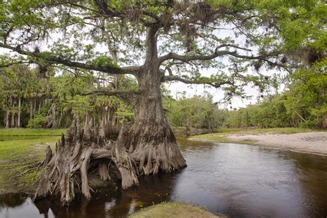 Fisheating Creek WMA | Wildlife Management Areas | Flickr