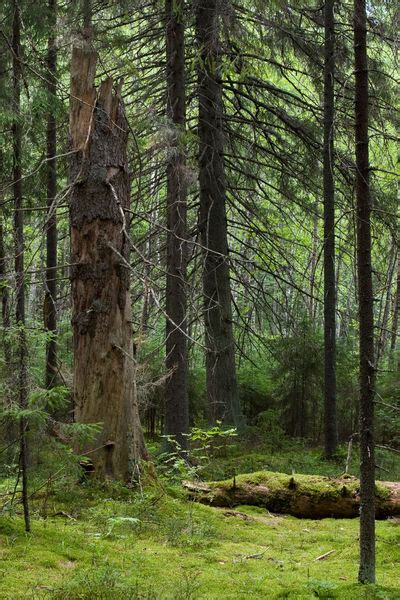 Forest, Boreal - Biology Encyclopedia - plant, body, cycle, types, water, produce, major ...