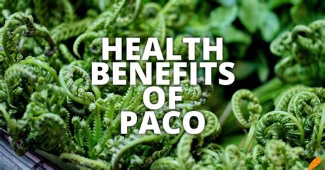 16 Potential Health Benefits Of Paco Leaves