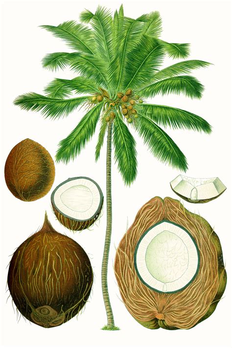 Coconut - Wikipedia