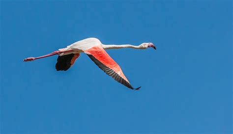 Greater Flamingo In Flight - Free photo on Pixabay - Pixabay