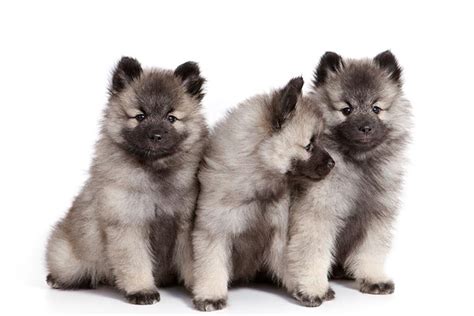 Keeshond Puppies For Sale