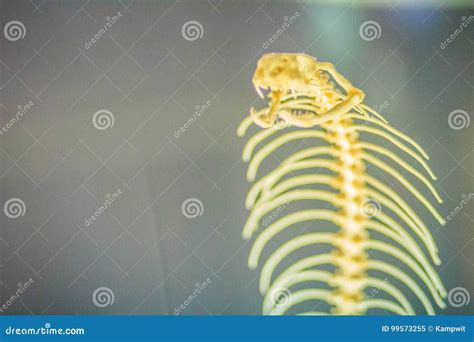 Snake Skeletons of Monocled Cobra (Naja Kaouthia), Also Called M Stock Image - Image of cobra ...