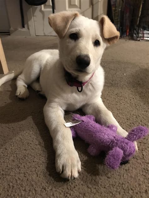 My new white shepherd/lab puppy! : r/GermanShepherd