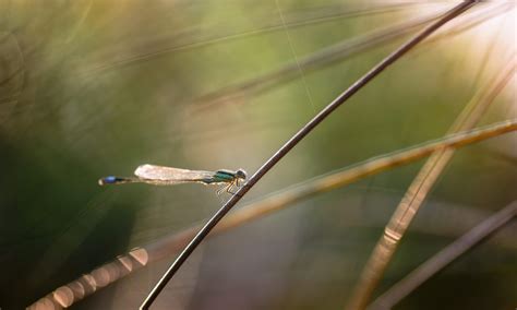 Macro Photography Lighting Tutorial - Natural Lighting