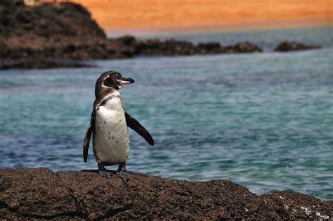 11 Unique Animals You Have To See In The Galapagos Islands, Ecuador - Hand Luggage Only - Travel ...