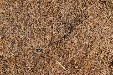 Dead grass texture — Stock Photo © vlue #4625199