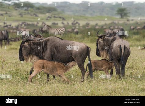 Wildebeest nursing calves Stock Photo - Alamy