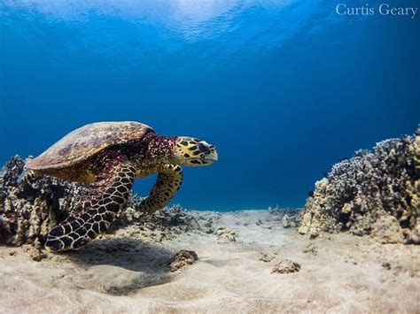 Hawksbill Sea Turtle Recovery Project - Hawai'i Wildlife Fund