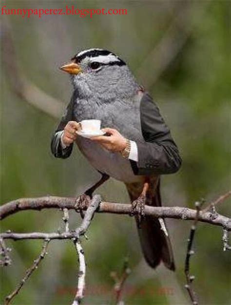 Funny Wallpapers: FUNNY BIRDS