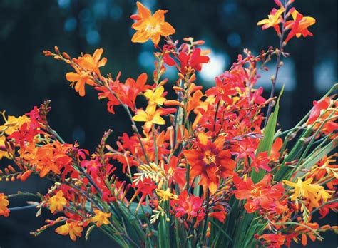 Crocosmia Full Palette Collection™ — The Lily Garden