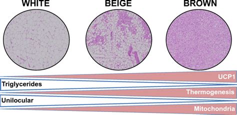 Histological images of white, beige, and brown adipose tissue (× 40... | Download Scientific Diagram