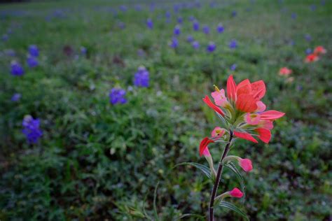 Indian Paintbrushes among Bluebonnets Photograph by Buck Buchanan ...