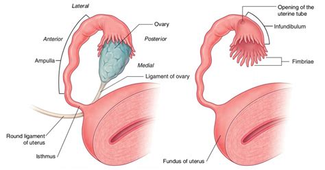 Easy Notes On 【Uterine Tubes (Fallopian Tubes)】Learn in Just 3 Mins!