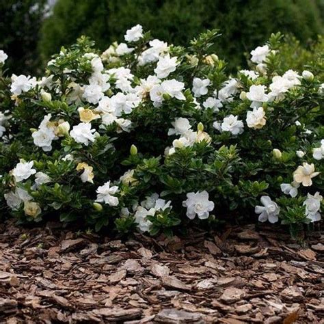 Gardenia Radicans | Dwarf Radicans Gardenia — PlantingTree