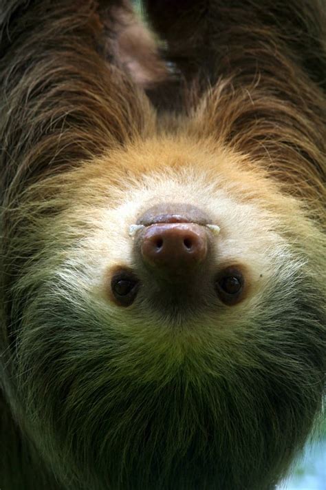 50 Sloth Facts To Prove That They're More Than Just Slow | Facts.net