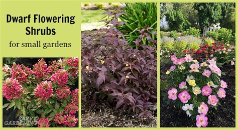 Dwarf Flowering Shrubs for Small Gardens and Landscapes