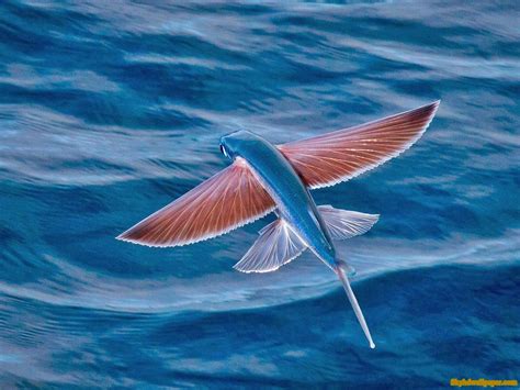 +22 Fish With Wing Like Fins Ideas