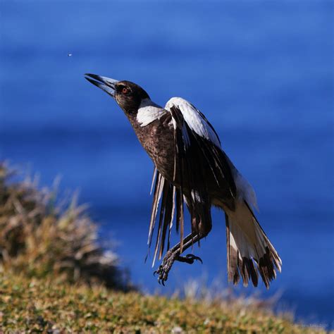 Magpie Symbolism & Meaning (+Totem, Spirit & Omens) | World Birds