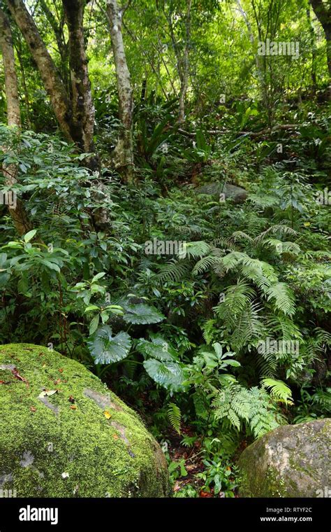 Taiwan jungle. Taroko National Park in Taiwan. Lush rainforest flora ...