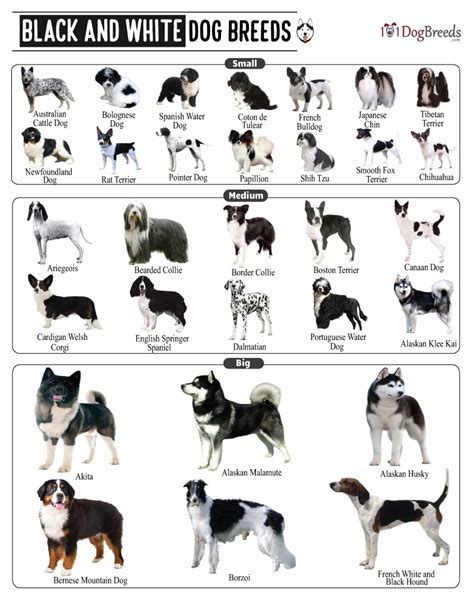 List of Small, Medium & Big Black and White Dog Breeds With Pictures | 101DogBreeds.com