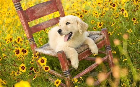 🔥 [48+] Summer Puppy Wallpapers Desktop | WallpaperSafari