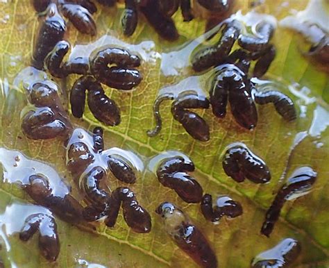 Black Fly Larvae and Water Striders | The Backyard Arthropod Project