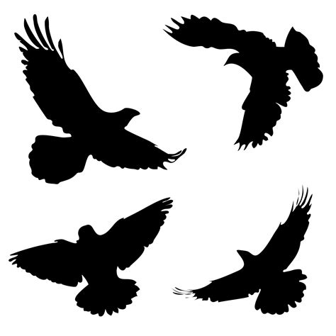 Four Eagles Free Stock Photo - Public Domain Pictures