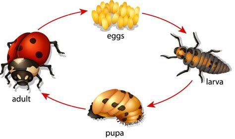 Metamorfosis Tidak Sempurna (Pengertian, Tahapan, Ciri, Contoh Hewan)