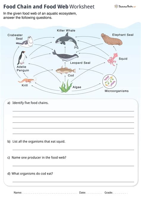 Food Chain And Web Worksheet