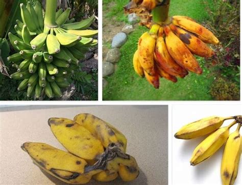 Burro Banana Benefits - What are the Burro Banana Health Benefits?