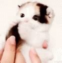 Cat Biting GIF - Cat Biting Cuddle - Discover & Share GIFs