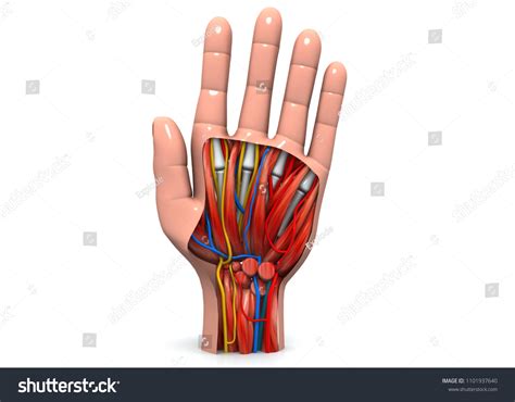 Hand Anatomy 3d Render: ภาพประกอบสต็อก 1101937640 | Shutterstock