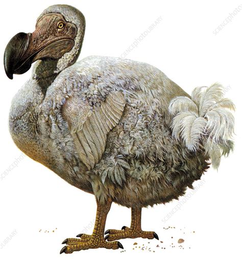 Dodo bird - Stock Image - Z960/0044 - Science Photo Library